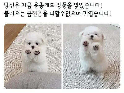 장풍 쏘는 애기비숑