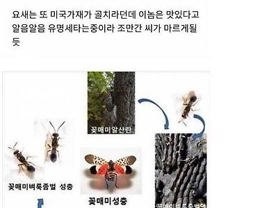 한반도에 진출한 외래종 근황