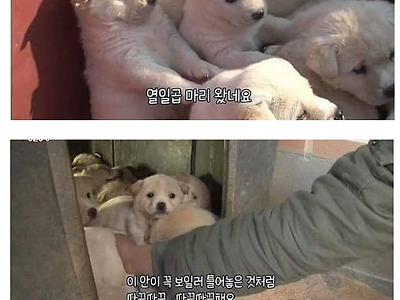 백구 23마리.jpg