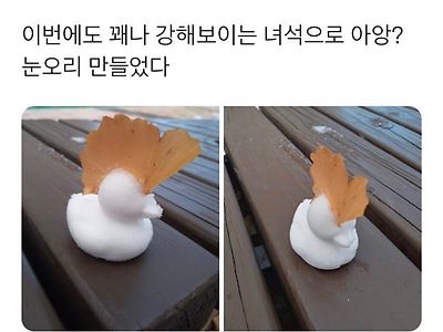 세보이는 눈오리