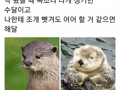 아주 간단한 수달 해달 구별법