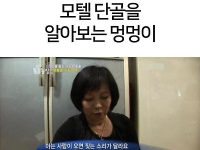 모텔손님들이 싫어하는 댕댕이jpg