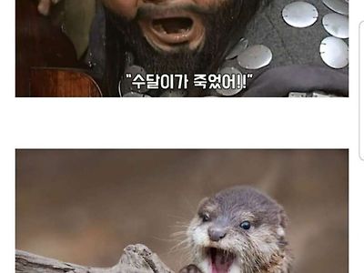 수달이가... 수달이가 죽었어!!