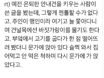 은퇴한 맹인안내견 키운 썰