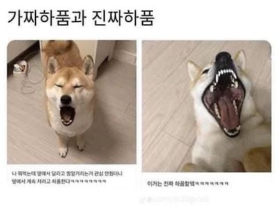 가짜와 진짜의 차이