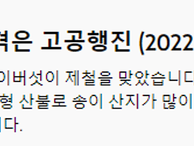 대형 산불 뒤 첫 송이..가격은 고공행진