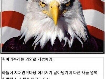 미국에서 의외로 반대 여론이 많았던 국조