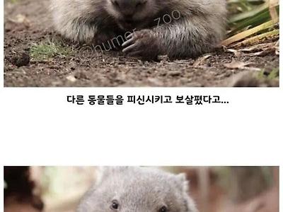 호주에서 영웅대접 받는 동물