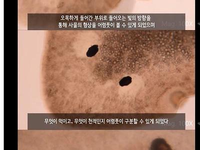 우리의 눈이 진화해온 과정