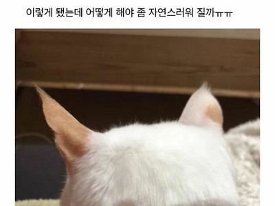 고양이 셀프미용 대참사