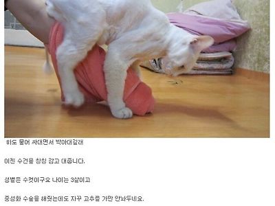 고양이 문제로 고통받는 집사