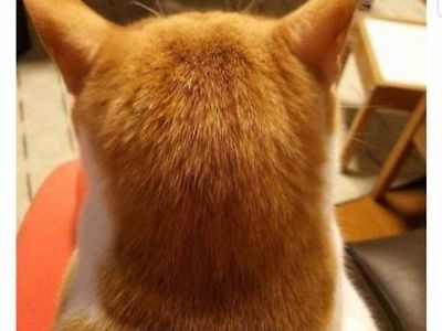 울집냥이 명절 때 조카몬들 물리친 썰.jpg