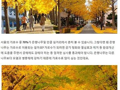 대한민국에서만 볼 수 있다_ 가을에 벌어지는 은행나무털이