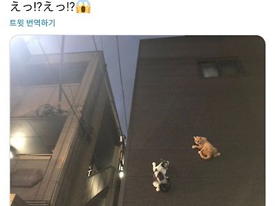 밤중에 건물 벽을 보고 눈을 의심한 트위터리안