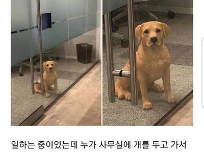 사무실에 개를 두고 간 직원에게 빡친 이유