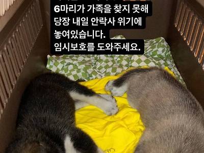 촬영팀에서 강아지 10마리를 한꺼번에 입양해서 촬영 '직후' 파양