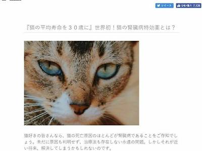 고양이 수명 30년 전망23