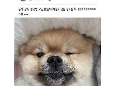 어느집 강아지의 엄살