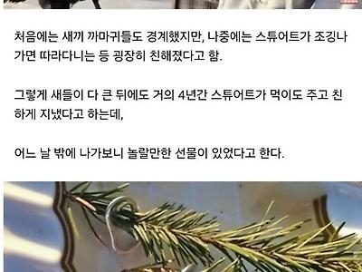 자신을 치료하고 먹이를 준 남자에게 보답한 까마귀