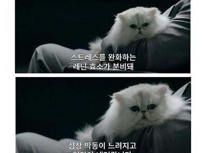 고양이 쓰다듬으면..