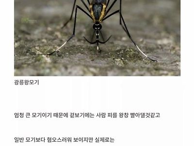 한국에 서식한다는 착한 모기