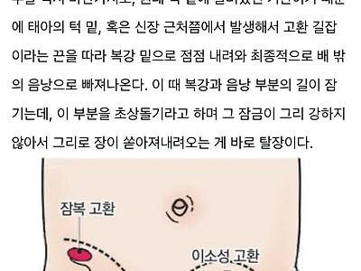 남자의 고환은 원래 턱밑에 달려있었다