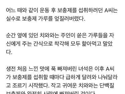 단백질 보충제에 중독되어버린 치와와