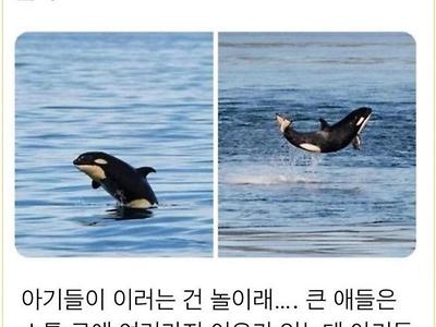 아기 범고래가 물밖으로 점프하는 이유