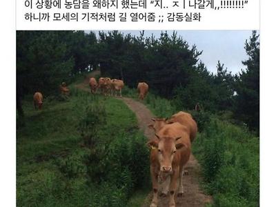 제주도 사람만 안다는 '산에서 소떼 만났을 때 대처법'