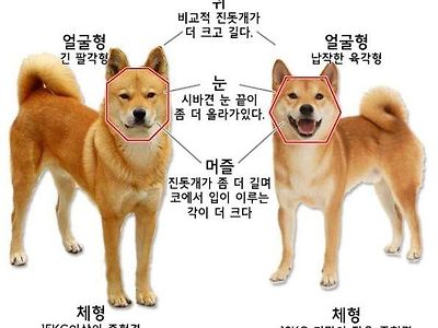 진돗개와 시바개 차이