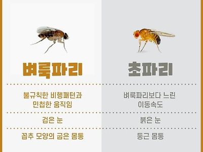 곧 보게될 모기만큼 ㅈ같은 벌레