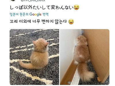 꼬리만 자란 고양이