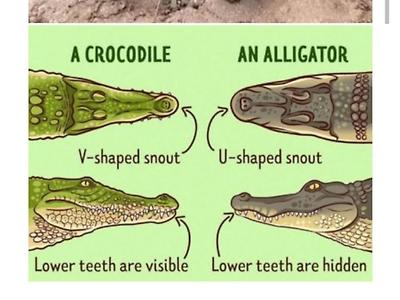 왜 한국인들은 다 악어라고 불러요?