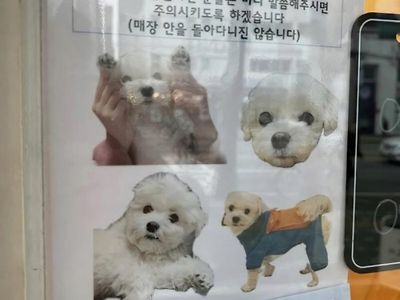 카페 강아지 논란