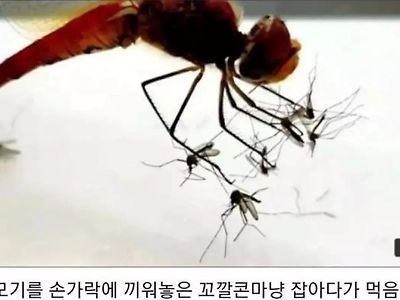 잠자리 잡으면 안되는이유