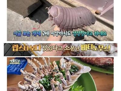 랍스터보다 맛있다는 갑각류?