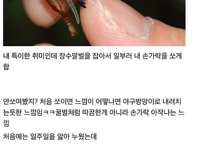 장수말벌 잡아다 일부러 쏘이는데 중독되니 느낌 좋음