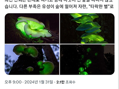 호주 원주민들이 어떤 버섯을 숭배했던 이유 