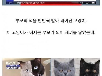 반반털색 고양이의 분리