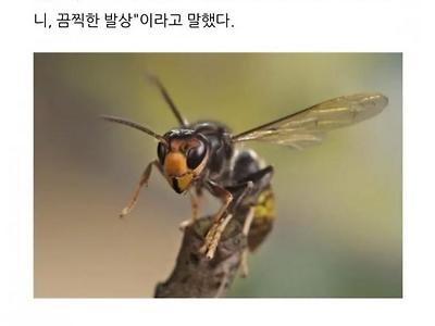 말벌에 쏘여 사망한 스웨덴 남성