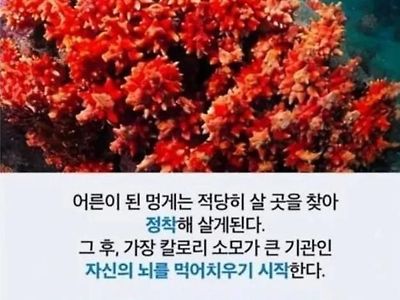 자신의 뇌를 먹어치우는 생물 