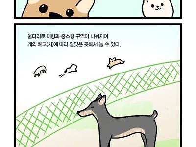 애견 공원 만화.manhwa