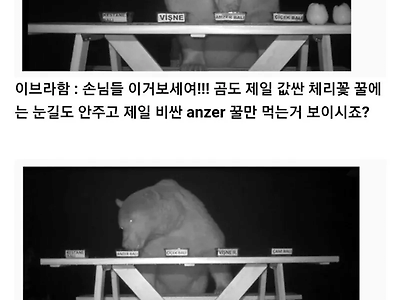 의도치 않게 은혜 갚은 곰