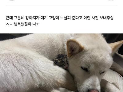 냥줍한 고양이 당근마켓으로 임보자 구했었거든