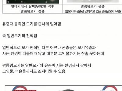 싱글벙글 이 모기는 좋은 모기다.jpg