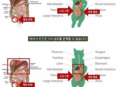 인간이 고기를 먹어야 하는 이유