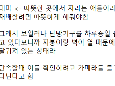 대마초 단속할 때 열화상, 적외선 카메라를 쓰는 이유 