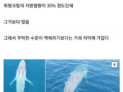 "고래는 어떻게 물속에서 새끼에게 젖을 먹일까?"