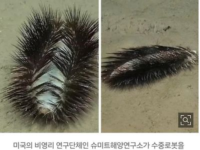 해저 900m에서 발견된 심해생명체