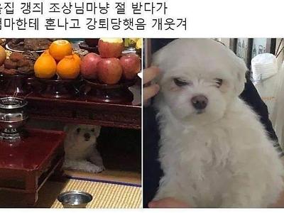 절 받는 강아지